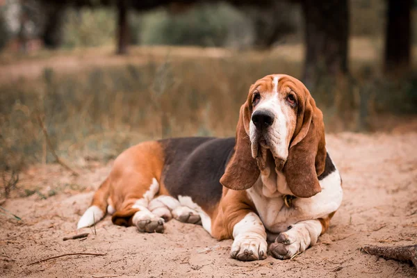 Raça Cães Basset Hound Deitado Trilha — Fotografia de Stock