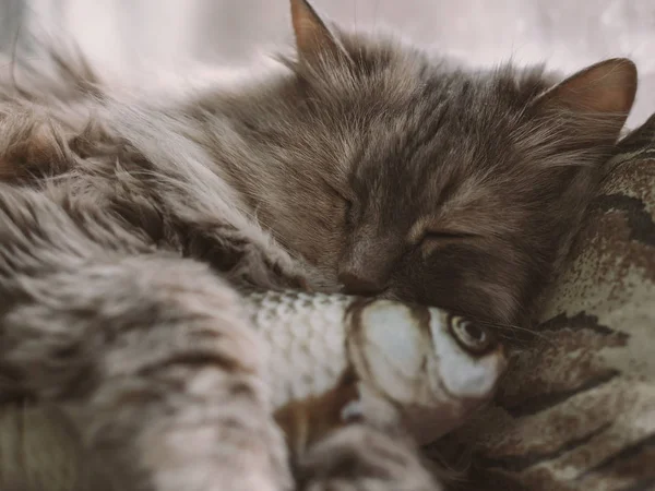 Kitten fell asleep with toy. Cat hugs fish. Cat sleeping on pillow.
