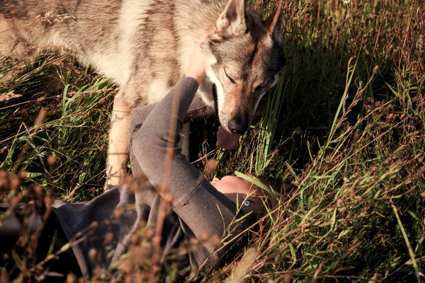 The girl and the wolf. A woman hugs a wild wolf. Love between man and wild beast.