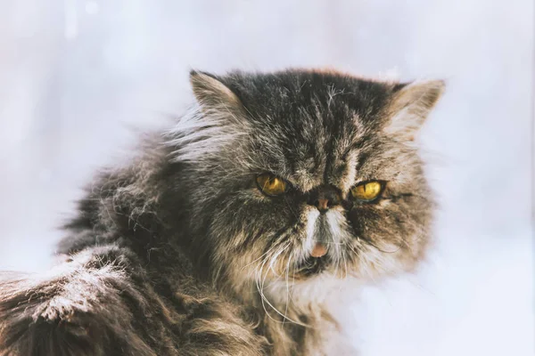 Angry Persian cat. Beautiful cat