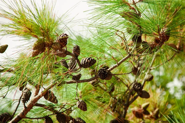 松の木の枝とコーン — ストック写真