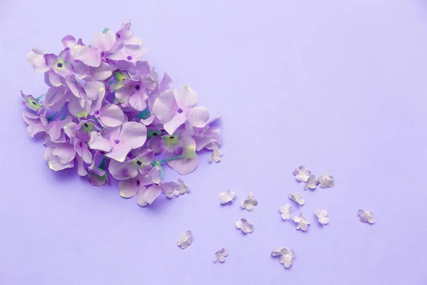 Delicate purple flower on purple background. Delicate flower petals