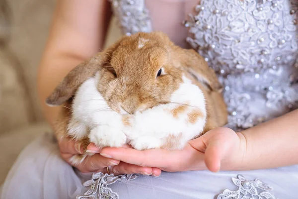 Chica Sostiene Conejo Doméstico Esponjoso Conejo Manos Hombre Protección Los — Foto de Stock