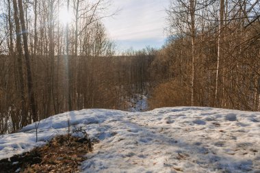 ormandaki erken Bahar.