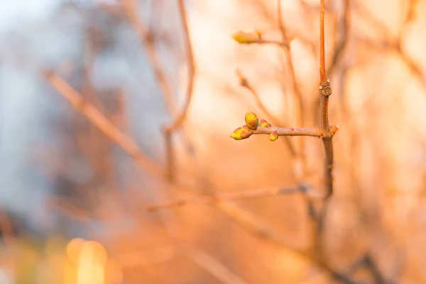 Levendige bloemknoppen en jonge verse blaadjes in de lente — Stockfoto