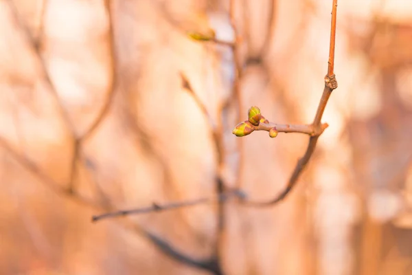 Groene ontsnapping op een tak. — Stockfoto