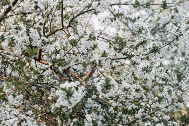 Soyut kiraz çiçeği