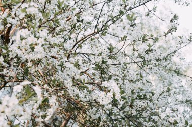 Soyut kiraz çiçeği