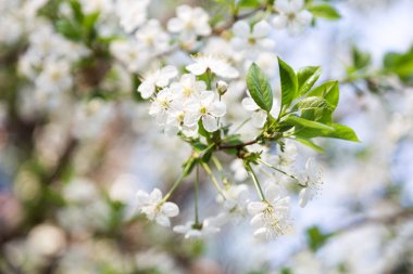 Arka plan için ilkbaharda kiraz çiçeği