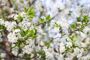 Arka plan için ilkbaharda kiraz çiçeği