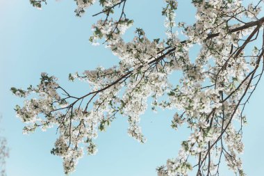 Bahar güneşi mavi gökyüzü ile beyaz kiraz çiçekleri