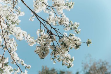 Bahar güneşi mavi gökyüzü ile beyaz kiraz çiçekleri