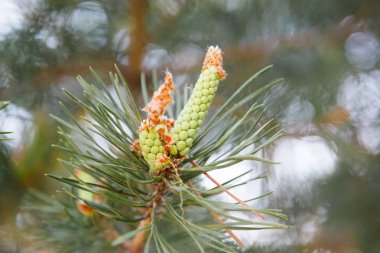 Küçük bir yumru kaldırıldı ile çam genç bir sprig