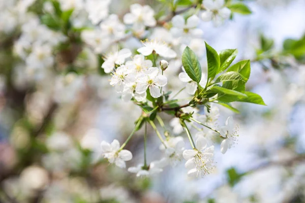 Flor de cerejeira na primavera para fundo — Fotografia de Stock