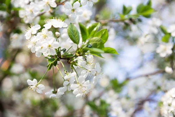 Flor de cerejeira na primavera para fundo — Fotografia de Stock