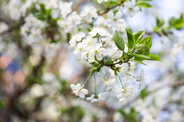 Flor de cerejeira na primavera para fundo — Fotografia de Stock