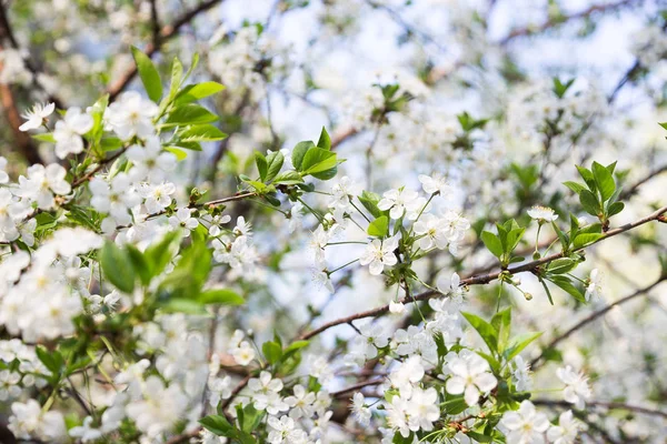 Flor de cerejeira na primavera para fundo — Fotografia de Stock