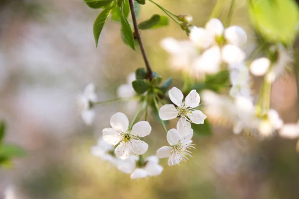 Flor de cerejeira na primavera para fundo — Fotografia de Stock