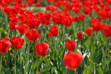 Parkta bir grup kırmızı lale..