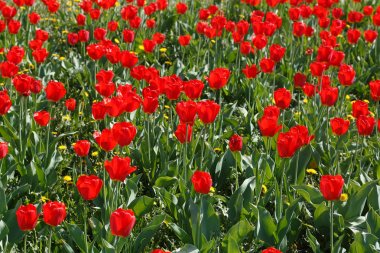 Parkta bir grup kırmızı lale..