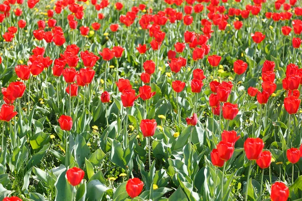 Grupp röda tulpaner i parken. — Stockfoto
