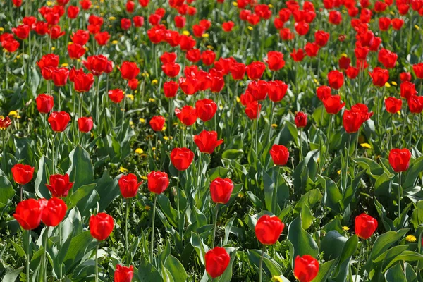 Parkta bir grup kırmızı lale..