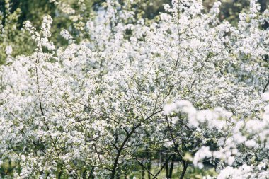 Kiraz ağacı. Kiraz bahçesi çiçek açtı. Bahar bahçesi.