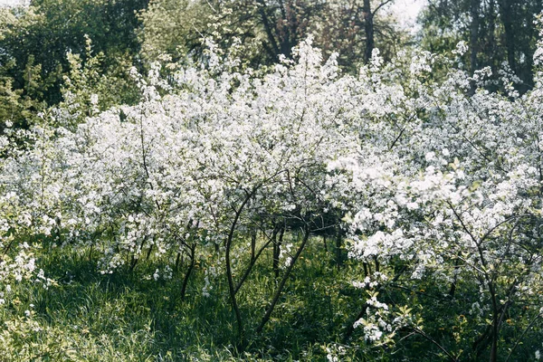 Wiśniowe drzewo. Wiśniowy Sad w rozkwicie. Ogród wiosenny. — Zdjęcie stockowe