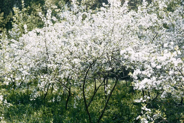 Wiśniowe drzewo. Wiśniowy Sad w rozkwicie. Ogród wiosenny. — Zdjęcie stockowe