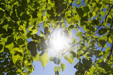 Ortasında güneş çerçeveleme bir ormanda taze yeşil yapraklar