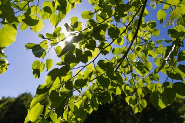 Ortasında güneş çerçeveleme bir ormanda taze yeşil yapraklar