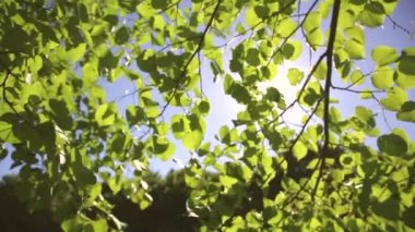 Bahar güneşi ağacın taze yeşil dalları ile yumuşak parlar. seçici odaklama