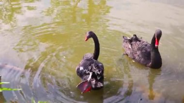 Suyun kenarında iki siyah kuğu var. Siyah Kuğu birlikte yüzüyor. Siyah Swans onların tüyler çiftleşmek