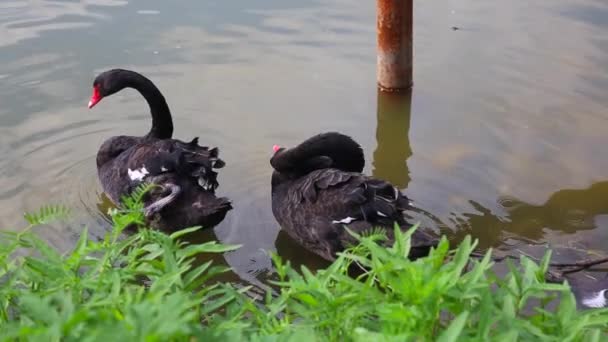 水边有两只黑天鹅 黑天鹅一起游泳 黑天鹅的羽毛 — 图库视频影像