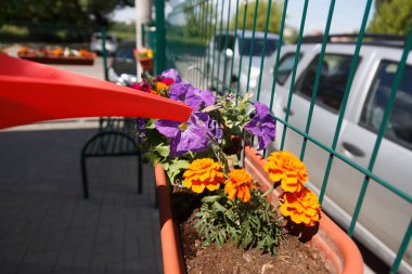 el bir bitki sulama ile sulama