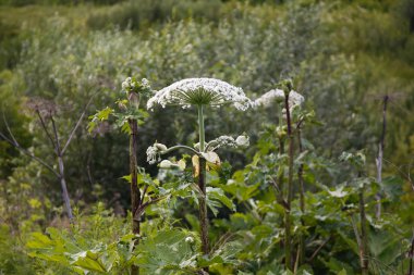 Dev yaban havucu alanında büyüyen, Heracleum mantegazzianum