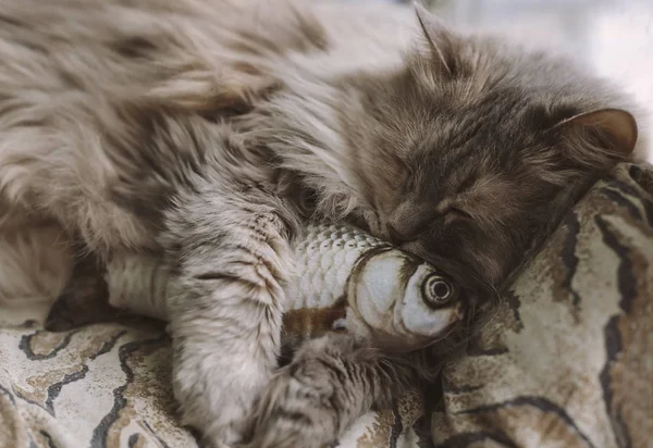 Cute sleeping gray domestic cat closeup portrait. Cat and fish