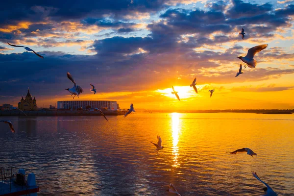 Sunset in the city. sunset on the river. Seagulls fly over the river