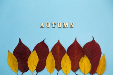 Sonbahar kompozisyonu. Mavi arka planda kuru sonbahar akçaağaç yaprakları.