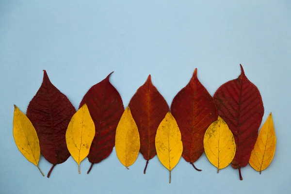 Herfst samenstelling. Droge herfst esdoorn bladeren op blauwe achtergrond. — Stockfoto