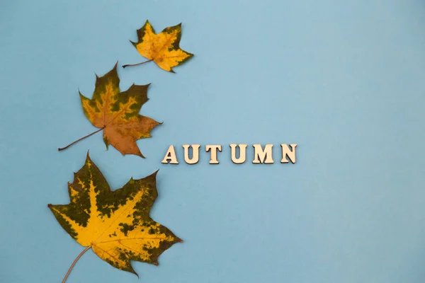 Herfst samenstelling. Droge herfst esdoorn bladeren op blauwe achtergrond. — Stockfoto