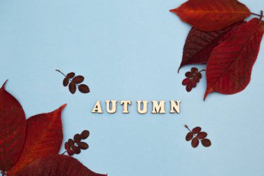 Mavi arka planda kırmızı sonbahar yaprakları. Sonbahar konsepti.