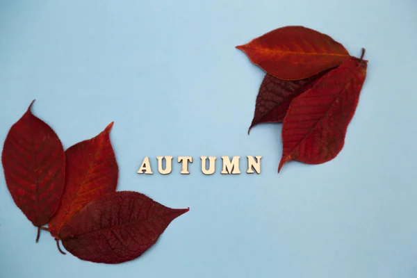 Rode herfst bladeren op blauwe achtergrond. Herfst concept. — Stockfoto
