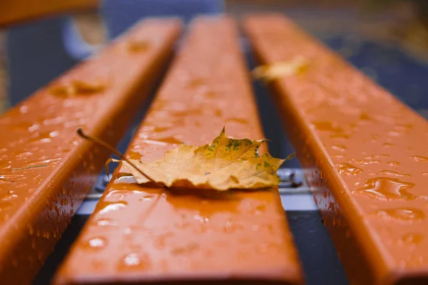 Foglie cadenti. Autunno in città Parco in foglie gialle. Foglie di acero giallo su panchina da giardino — Foto Stock