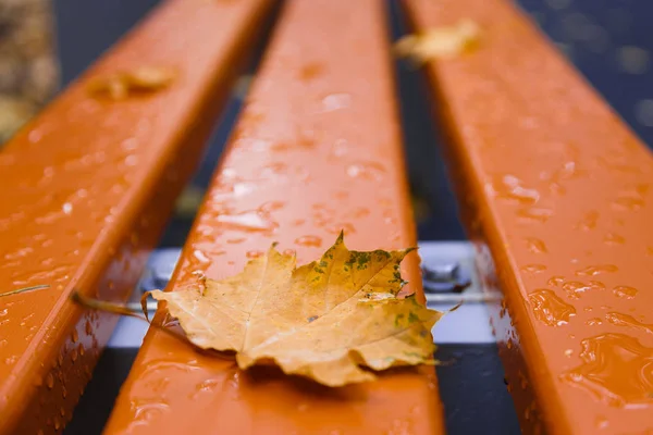 Foglie cadenti. Autunno in città Parco in foglie gialle. Foglie di acero giallo su panchina da giardino — Foto Stock