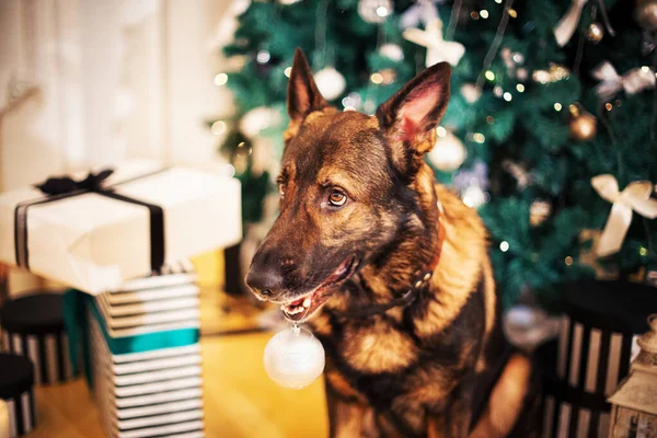 German shepherd dog posing near christmas tree, with gifts ant christmas lights