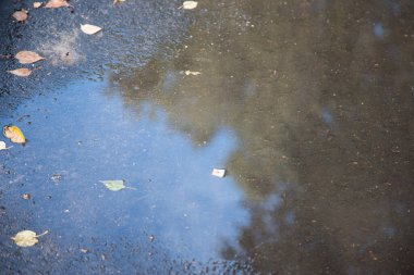 Göl suyundaki renkli yapraklar, yüzen sonbahar yaprakları. Sonbahar yaprakları yağmur birikintisinde.
