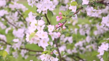 Kiraz Çiçeği, Sakura Çiçeği, Çiçek açan Kiraz Ağacı Mavi Gökyüzü Arkaplanı, Güzel Bahar Çiçekleri, Taze Pembe Çiçekler, Taze Çiçeklerin Güzelliği