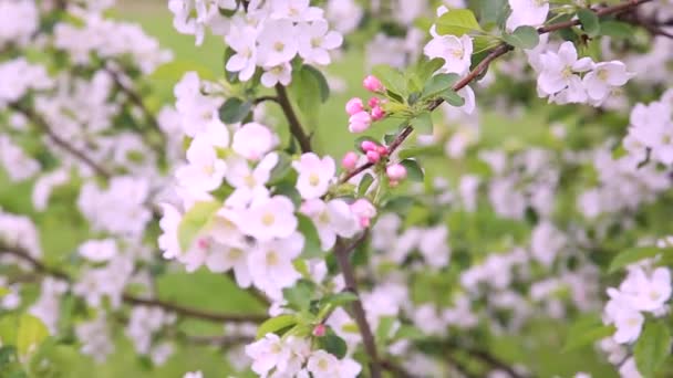 采购产品樱桃花 在蓝天背景下开满了花的樱桃树 美丽的春花 新鲜的粉红色花 新鲜的花的美丽的花瓣 — 图库视频影像