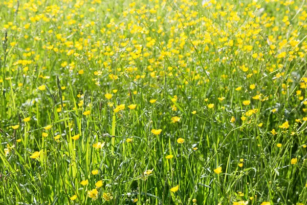 No campo verde sem fim crescem flores amarelas perfumadas — Fotografia de Stock